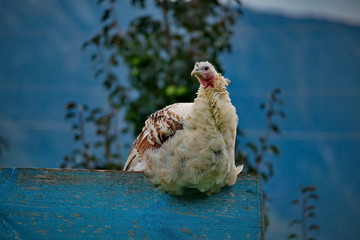 Homemade gobblers is one of the common types of domestic birds of the order galliformes.