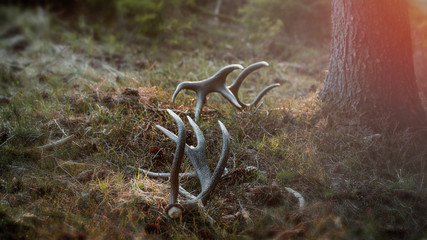 Fototapeta premium Deer Antlers (Cervus Elaphus) in the forest at sunset.Animals remain in spring.