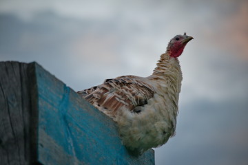 Homemade gobblers is one of the common types of domestic birds of the order galliformes.