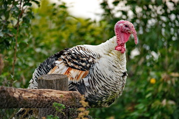 Homemade gobblers is one of the common types of domestic birds of the order galliformes.