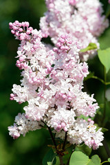 Close-up of a branch of blooming lilac