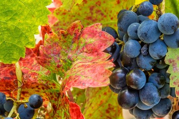Grappe de raisins dans la vallée du Rhône 