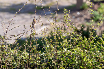 Un moineau en équilibre su une branche