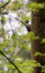 Great spotted woodpecker. Bird