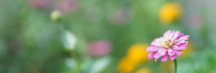 Flower soft focus with some sharp and blurred background.