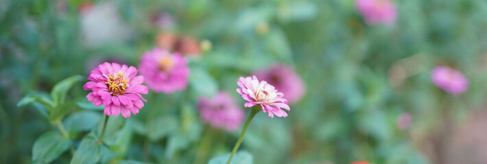 Flower soft focus with some sharp and blurred background.