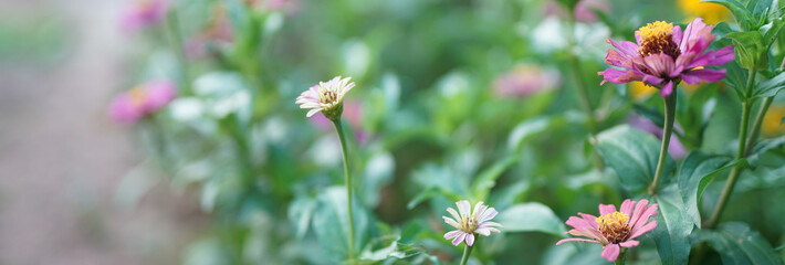Flower soft focus with some sharp and blurred background.