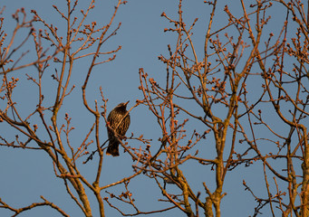 Starling bird. Sturnus vulgaris bird. 