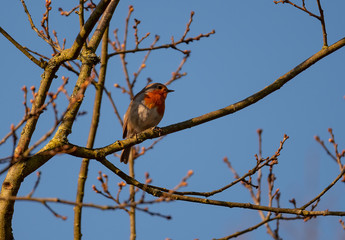 Robin on a branch. Robin bird.