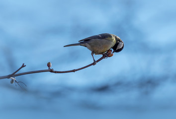 Great tit. Great tit parus major. Bird