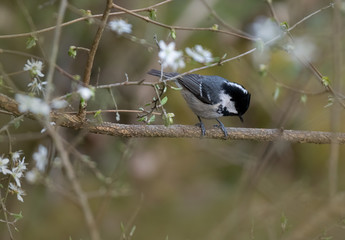 Marsh Tit (Poecile palustris). Bird on a branch