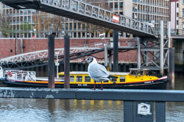 a bird on the harbour in Hamburg city, germany