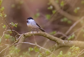 Marsh Tit (Poecile palustris). Bird on a branch