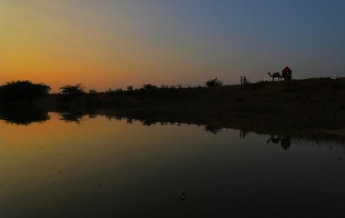 Reflection of  camels on a water  at pushkar camel festival,rajasthan,india