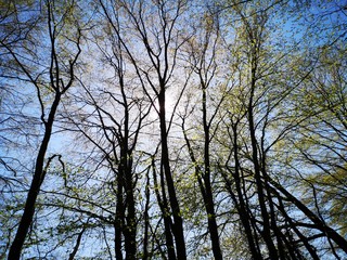 Wanderung Wald Frühling Mariatrost Graz
