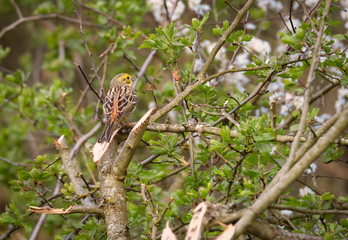 Emberiza citronella. Bird. Presură galbenă