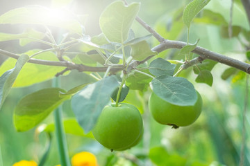 Unripe green apple on a branch in garden on a sunny day. Homegrown, gardening and agriculture consept. Natural vegetable organic food production. Backlight