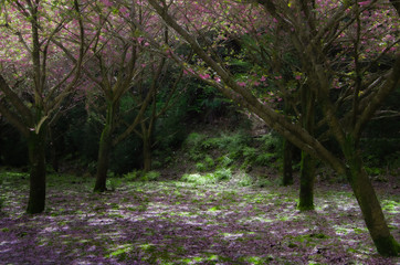 桜が散る森