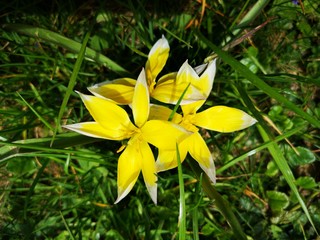 gelb weiße Frühlingsblume Frühblüher