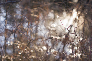 Thin fragile leafless twigs on the background with bright highlights in the natural environment close-up. Spring landscape of shrubs on a background glowing from the sun.