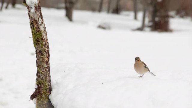 A common chaffinch walking clumsily in the snow.