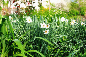 Daffodils in a rustic garden among greenery and trees