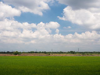An open green field with clear blue sky and white clouds. Far distance have high voltage electrical poles. - Powered by Adobe