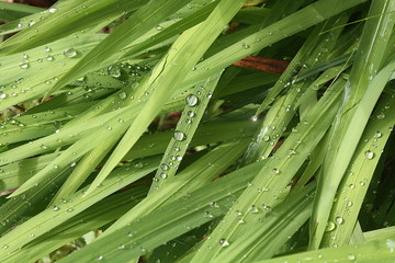 Obraz premium Regentropfen auf grünen Blättern