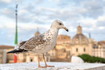 Big seagull sitting on concrete border in cityscape background, on Altare della Patria of Rome, Italy.