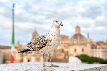 Big seagull sitting on concrete border in cityscape background, on Altare della Patria of Rome, Italy.