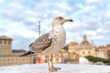 Big seagull sitting on concrete border in cityscape background, on Altare della Patria of Rome, Italy.