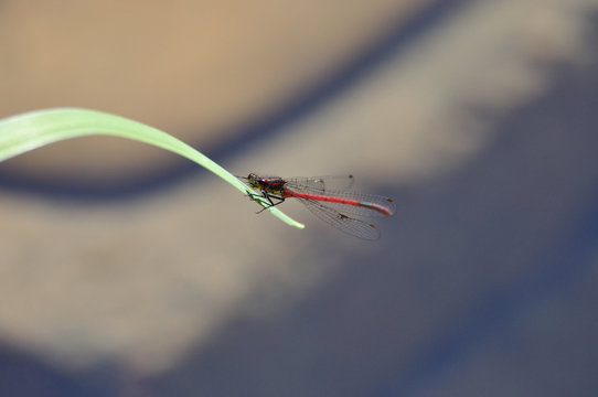 Pyrrhosoma nymphula