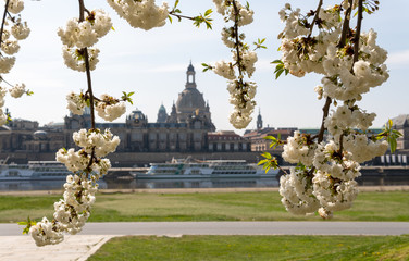 Spring vibes in Dresden, view to the oldtown, saxony, germany