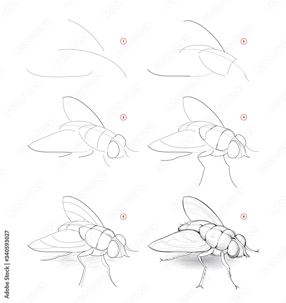 Wall mural how to draw sketch of fly. creation step by step pencil drawing of imaginary insect. education for a