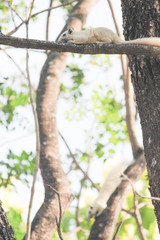 A squirrel is eating fruit food while climbing on a tree.