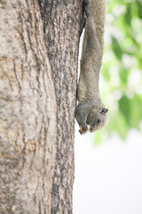 A squirrel is eating fruit food while climbing on a tree.