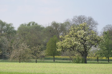 Landschaft im Frühling
