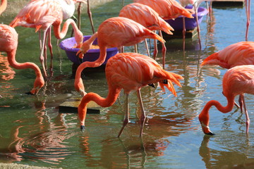 pink flamingos drink water in the lake