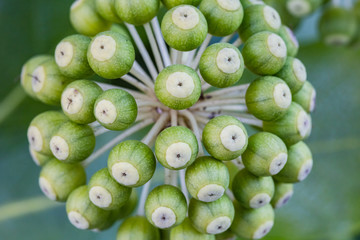 Spring flowers. Spring background. Close up of small green fruits branch