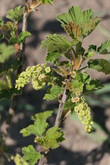Fototapeta premium Blüte der roten Johannisbeere