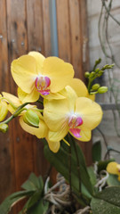yellow phalaenopsis or Moth dendrobium Orchid flower . yellow Orchids Isolated on blur background. butterfly orchids. Closeup of yellow phalaenopsis orchid. Phalaenopsis yellow red stripe hybrid