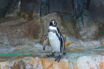 Fototapeta premium black and white penguins walk on stones