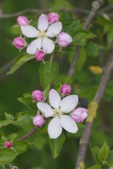 Fototapeta na wymiar Apfelblüten