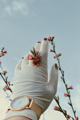 cherry tree blossom. coronavirus. sleeve in mittens and manicure
