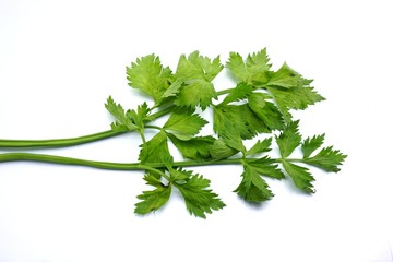 celery leaves on a white background