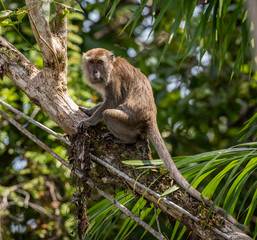 Long tailed macaque on a tree looking into the camera 