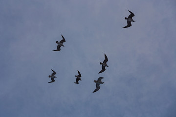 flock of seagulls in a cloudy sky when leaving the port of Savona, Italy