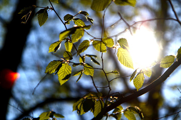 Sonnenstrahlen im Wald