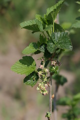 Johannisbeerblüte
