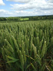 green wheat field